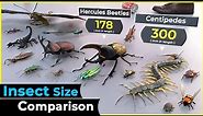 3d size comparison | Insects
