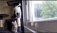 Cat & Kitten Looking Out The Window