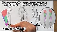 How to Draw Arms / Anatomy Tutorial!! for beginners