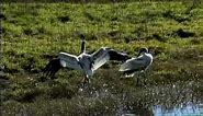Whooping Cranes at Aransas National Wildlife Refuge, Texas