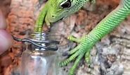 INCREDIBLE LIZARD EVOLVES TO USE HANDS TO CATCH FOOD! Green Tree Monitor Feeding #shorts