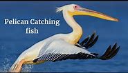 Pelican Catching Fish #bird #nature