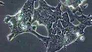 Stem Cells: Mouse Embryonic Stem Cells