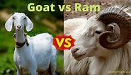 Goat vs Ram - What Is the Difference? - Animal Hype