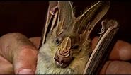 Face to Face with a Ghost Bat | Deadly 60 | Earth Unplugged