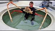 World's Biggest Crabs