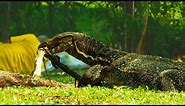 Giant Carnivorous Lizards in Thailand | Wild Thailand | BBC Earth