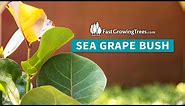 Sea Grape Bush | FastGrowingTrees.com