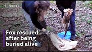 Hunt suspended after video reveals fox buried alive