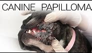 Canine Papilloma Virus - Extreme Case