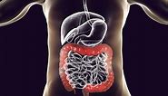 What Does the Large Intestine or Colon Do?