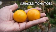 How to grow SunGold tomato - Delcious tomatoes!