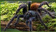 Top 10 Biggest Spiders in the World