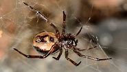 All you need to know about the Noble false widow spider