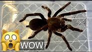 Unboxing Monster Giant Baboon Spiders (Hysterocrates hercules)