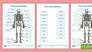 Human Skeleton Labelling Sheets Scientific Names