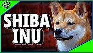 Shiba Inu Japanese Dogs 101: Japan's Oldest and Most Unique Dog Breed