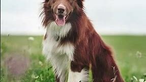 Red Border Collie Interesting Facts You Should Know #shorts
