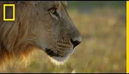 Young Lions Learn Precision Hunting | Savage Kingdom