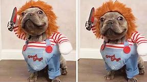 15 Funniest And Ridiculous HALLOWEEN COSTUMES For DOGS