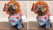 15 Funniest And Ridiculous HALLOWEEN COSTUMES For DOGS