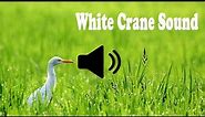 The Majestic Call of White Cranes / Sounds of White Cranes