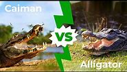 Caiman VS Alligator - The 5 Main Differences Explained