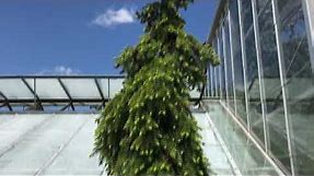 Picea omorika 'Pendula Bruns' / Bruns Weeping Serbian spruce