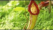 Carnivorous Plants | The Private Life of Plants | David Attenborough | Wildlife | BBC Studios