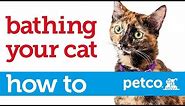 How to Give Your Cat a Bath (Petco)