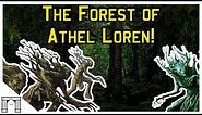 Warhammer Lore! The Forest of Athel Loren,