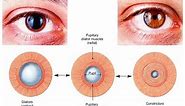 Autonomic control of pupillary size and accommodation - sphincter, radial, ciliary muscle