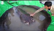 Stingray caught in Cambodia's Mekong River is 'biggest freshwater fish' ever recorded