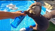 The Diet of an Otter That Loves Sweetfish [Otter Life Day 815]