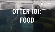 Sea Otter 101 | How Much Food Do Sea Otters Eat?