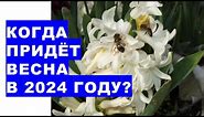 Когда придёт ВЕСНА в 2024 году? When will SPRING come in 2024?Weather forecast for spring 2024