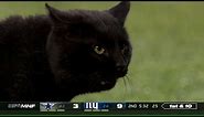 Cat Runs Onto the Field & Interrupts Game | Cowboys vs. Giants | NFL