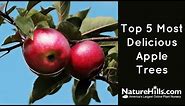 Top 5 Most Delicious Apple Trees | NatureHills.com