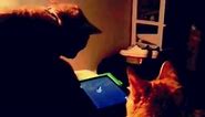 Playing cat games on kindle fire.
