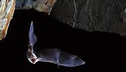 These Bats Don't Seem to Die of Old Age—Can They Help Extend the Human Lifespan?