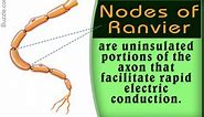 Nodes of Ranvier Location and Function With Labeled Diagram