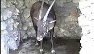 The Elusive Saola -- Earth's Rarest Antelope