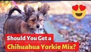 All About the Sweet and Sassy Chihuahua Yorkie mix (Chorkie) | Is it a right choice for you?