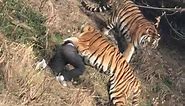 Man killed by tiger after trying to get into Chinese zoo for free - MARCA in English