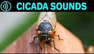 CICADA SOUNDS - Sound Effect of Cicadas in Summer at Night - Sounds of Cicada (Chicharra, Campanero)