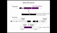 Gene Structure