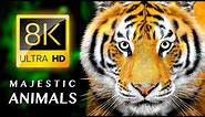 MAJESTIC ANIMALS 8K VIDEO ULTRA HD