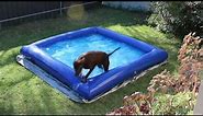 Dog Pool - Large indestructible inflatable dog pool