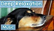 15 Hours of Deep Relaxation Music for Dogs! Music to Relax Your Dog Completely and Help with Sleep!