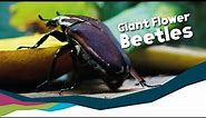Giant Flower Beetles - Mecynorhina Ugandensis [Paignton Zoo]